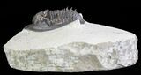 Rare, Tropidocoryphe Trilobite - Proetid With Axial Spines #64417-3